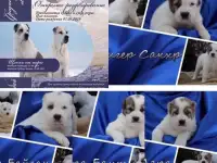 Продам щенков алабая, кобели и суки, фотография 6