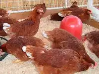 Куры несушки молодки Хайсекс Браун