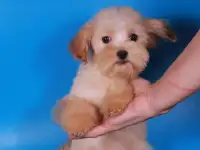 мальтипу Ф1 щенки   девочки мини