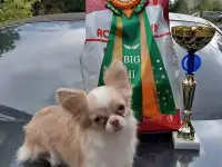 Вязка с Чемпионом. Очень красивый кобель чихуахуа., фотография 4