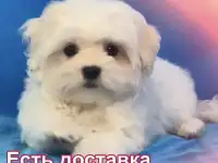 100% породистые, статусные щенки мальтезе из клуба Аэлит., фотография 10