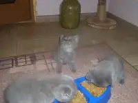 котята