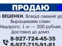 Грибы вешенки