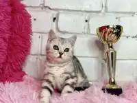 Британские котята