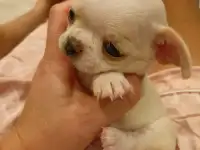 Щеночки Чихуахуа!
