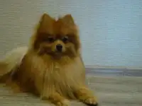 Немецкий малый шпиц для вязки, фотография 4