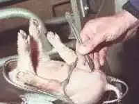 кастрация сельхоз животных