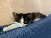 Котик в добрые руки