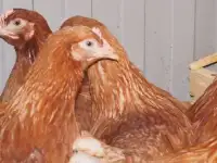 Утята,гусята,мулард., фотография 3