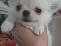 Красивый мальчик чихуахуа