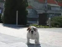 английский бульдог, фотография 4