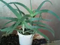 продам комнатные растения