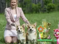 Щенки Вельш корги Пемброк в Иркутске