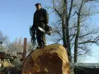 Расчистка дач, Спил деревьев, фотография 10