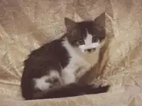 Котенок ищет родителей, фотография 3