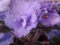 Фиалки, фотография 10