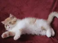 Чистопородные котята - персы и экзоты, фотография 3
