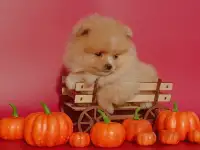 Щенки шпица