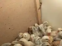цыплята мастер грей