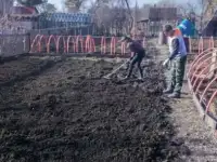 облагораживание участка/спил и корчевание деревьев.