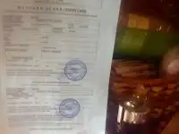 Продам собаку породы Бигль с родословной