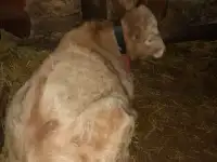 Тёлочка