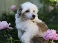 Солнечный Адам