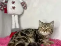 Британских котята, фотография 11