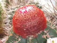 Продажа кактусов, Melocactus bahiensis f. New Zealand от Horst Kuenzler