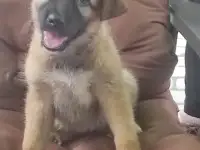 Собака в добрые руки.