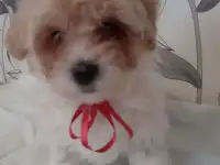 Щенки