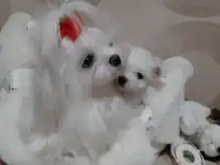 Мини - микро щенки Мальтезе, фотография 9