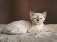Европейская Бурма котята шоколадная Девочка, фотография 5