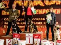 Щегки ВЕО (восточноевропейской овчарки), фотография 12