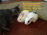 Красивые декоративные малыши
