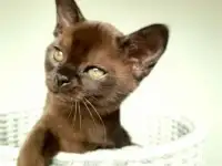 Котята бурма, фотография 6