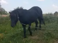 Лошади