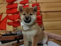 Сиба ину девочки РКФ