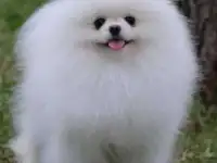 Снежные Шпицемишки, фотография 3