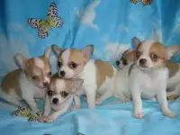 мини чихуашка
