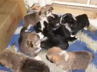 Коржики, фотография 2