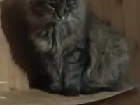 Ищем дом для кота Василия, фотография 2