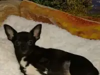Чихуахуа