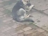 Пропала собака