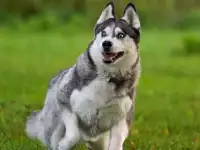 Добрая собака Аляска ищет дом!, фотография 4