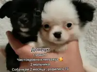 Щенки чихуахуа Днр