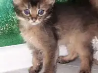 КОТЯТА, фотография 6