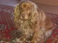 Ищем мальчика для вязки