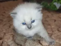Невские маскарадные малыши, фотография 2