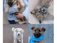 Здоровые крепыши, футболисты) , щеночки, возраст 2 с половиной  мес.